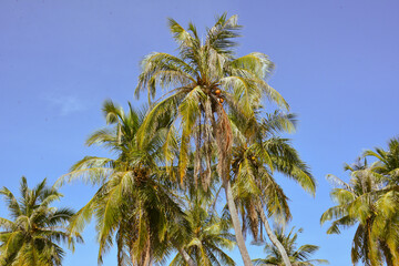 palm tree against blue sky