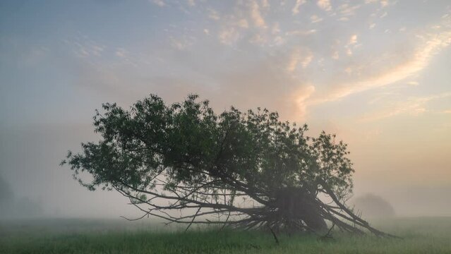 Time-lapse of moving clouds over a fallen tree in the morning fog
