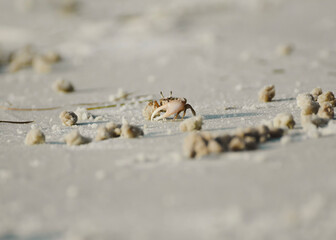 LITTLE FIDDLER CRABS