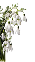 delicate snowdrop flowers as a frame border, isolated with negative space for layouts