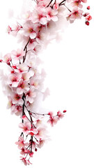 exquisite cherry blossom branches as a frame border, isolated with negative space for layouts