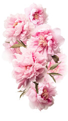 radiant peony blossoms as a frame border, isolated with negative space for layouts