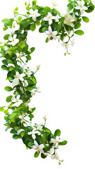 twisting jasmine vines as a frame border, isolated with negative space for layouts