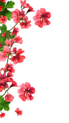 Fototapeta premium vibrant geranium blooms as a frame border, isolated with negative space for layouts