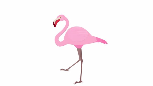 Flamingo. Animation of the pink flamingo bird, alpha channel. Cartoon