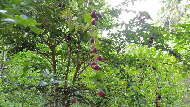 Lime berry or Limeberry or Triphasia trifolia in the garden, in Mekong Delta Vietnam