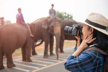 female traveler holding the camera for taking pictures. woman traveler with backpack holding hat and looking at amazing  watching elephants, wanderlust travel concept, atmospheric epic moment.