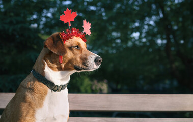 Dog with maple leaf hat celebrating Canada day on July 1st. Sideview of cute puppy dog sitting on a park bench outside. Canadian holiday event or celebration. Female Harrier mix dog. Selective focus.