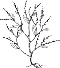 Plant isolated on white