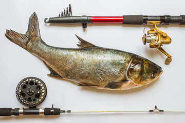 fish with rods and tackle for fishing