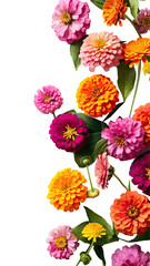colorful zinnia blooms as a frame border, isolated with negative space for layouts