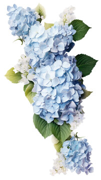 cascading hydrangea blooms as a frame border, isolated with negative space for layouts