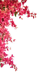 radiant bougainvillea flowers as a frame border, isolated with negative space for layouts