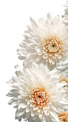 radiant chrysanthemum petals as a frame border, isolated with negative space for layouts
