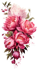 radiant peony blooms as a frame border, isolated with negative space for layouts