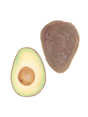 アボカド　水彩