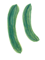 きゅうり　水彩