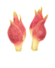 ミョウガ　水彩