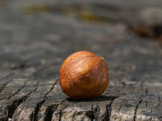 Macro of a Hazelnut Outdoors on a Tree Stump in Full Sunlight Against Blurred Background Centered in the Middle