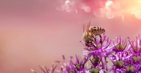 pszczoła na kwiatku czosnek ozdobny - obrazy, fototapety, plakaty