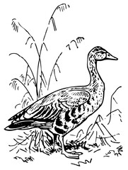 Fototapeta na wymiar Greylag Goose