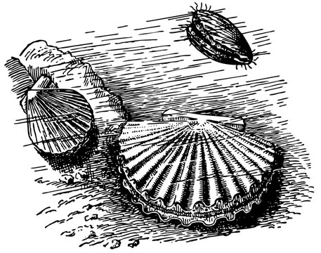 Scallops on bottom of the river