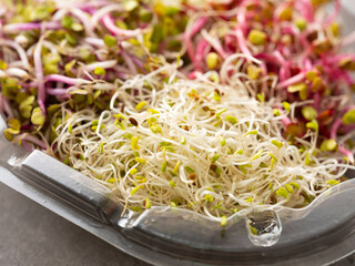 Assorted Sprout Vegetables, food ingredients 