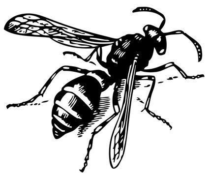 Wasp Odynerus isolated on white
