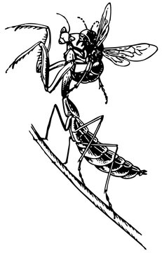 Wasp attacking mantis