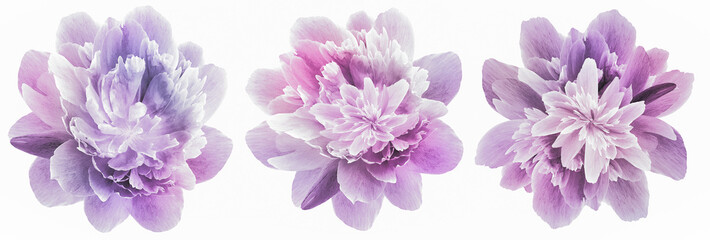 set peonies purple  flowers isolated on a white background. Close-up. For design. Nature.