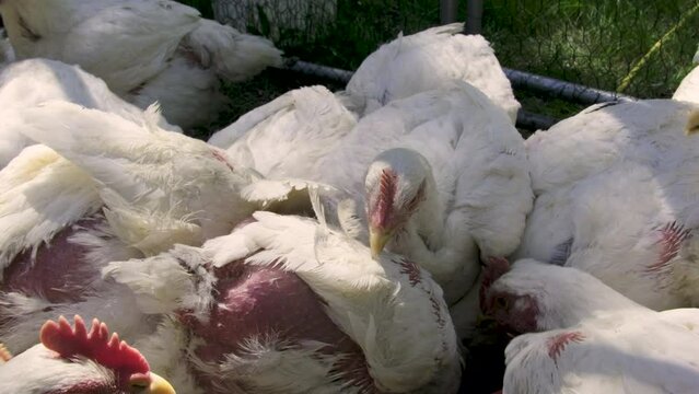 Slow motion of cluster of young white broilers feeding while being held in enclosure in the back yard cage free organically raised for upmost meat quality.