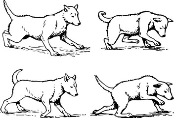 Four phases of moving dog
