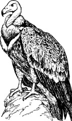 Bird gyps isolated on white