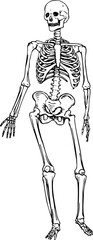 Human skeleton isolated on white