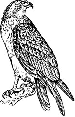 Bird pandion haliaetus on the tree