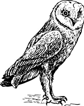 Owl tyto alba isolated on white