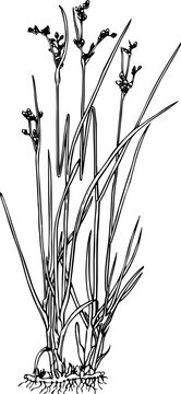 Juncus isolated on white