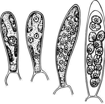 Spores isolated on white