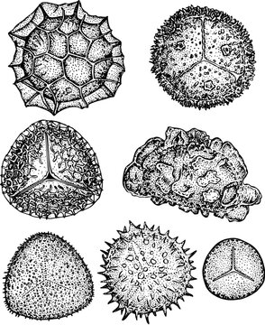 Spores isolated on white
