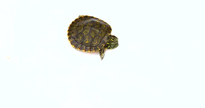 Juvenile painted turtle isolated on white