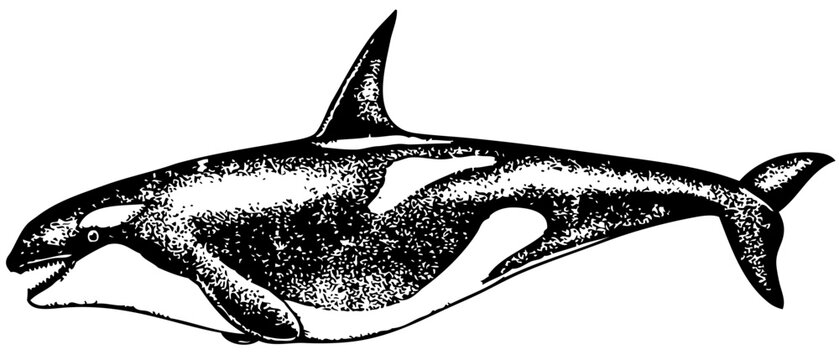 Risso Dolphin (Grampus griseus) isolated on white