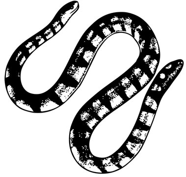 Snake isolated on white