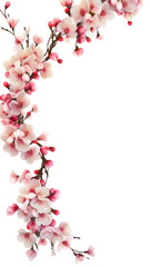 delicate cherry blossom branches as a frame border, isolated with negative space for layouts