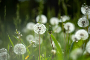 Amazing field with white dandelions in spring