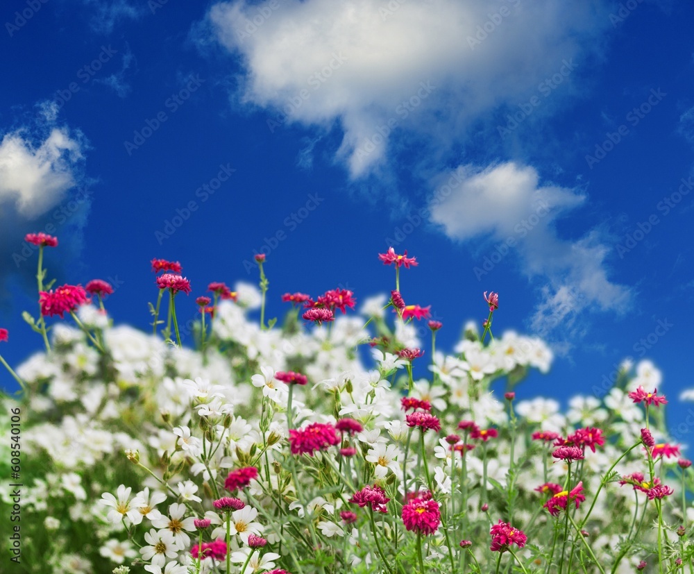 Poster Multicolored fresh wild flowers in meadow