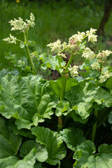 Growing rhubarb in home garden