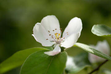 Blooming quince branch at spring garden against unfocused green grass background.