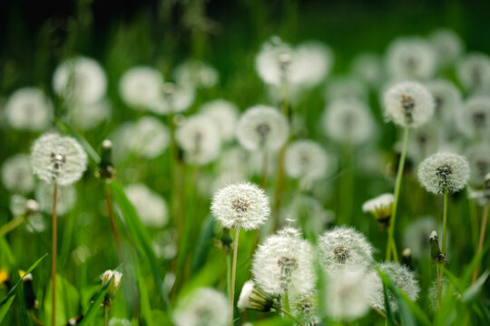 Amazing field with white dandelions in spring