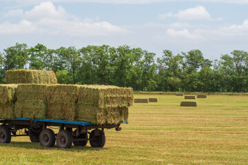 A tractor cart loaded with bales of hay stands on a hayfield against the background of trees and a blue cloudy sky. Forage harvesting in agricultural enterprises © Alekskan12