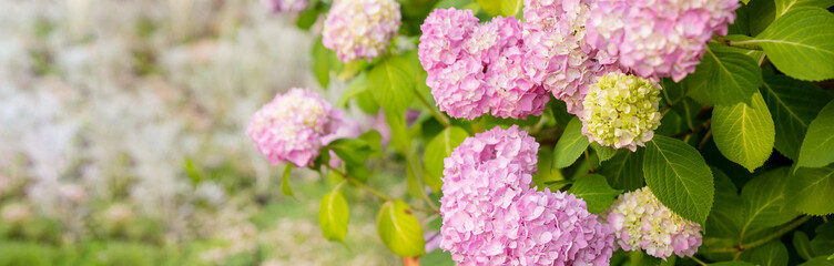 pink hydrangea macrophylla or hortensia shrub in full bloom in a flower pot, with fresh green leaves in a garden in a sunny summer day.Blooming Hydrangea. web banner